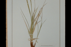 Tinne Zenner & Eva la Cour: Plantae Groenlandica: A genealogy of botanist subjectivities (mainly men), (2020).