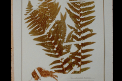 Tinne Zenner & Eva la Cour: Plantae Groenlandica: A genealogy of botanist subjectivities (mainly men), (2020).